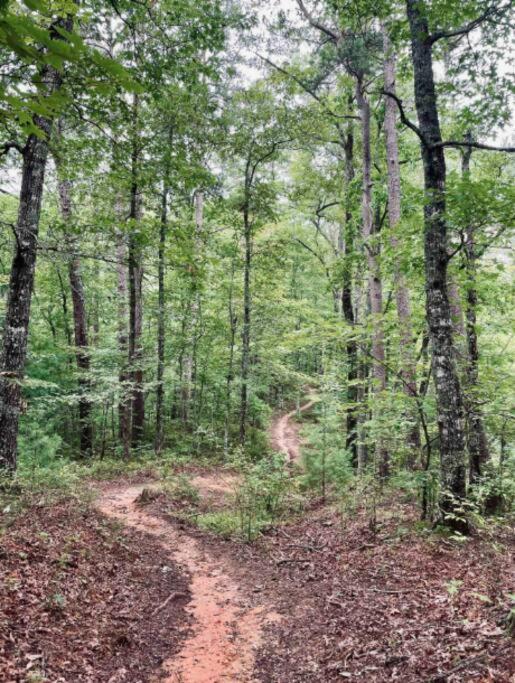 Lazy Bear Cabin Near Nantahala Outdoor Center And Bryson City Εξωτερικό φωτογραφία